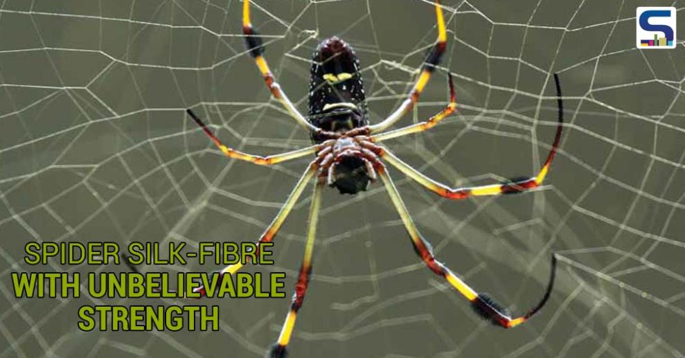 Spider Silk Fibre With Unbelievable Strength