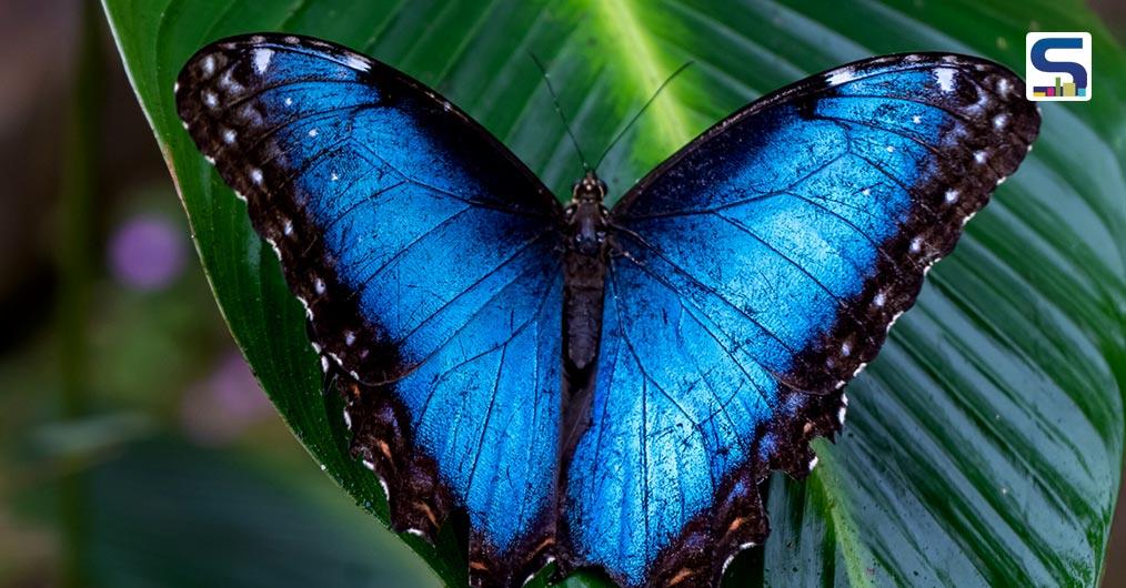 Butterfly-Inspired Paint, 400 Times Lighter Than The Usual Paint, Great For Creating Eco-Friendly Buildings