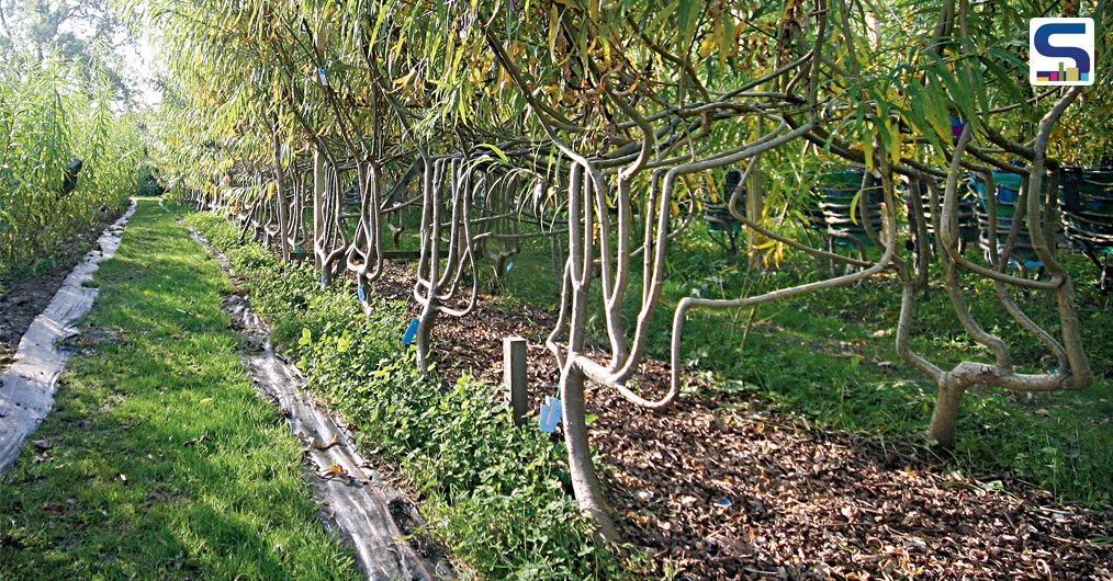 Growing Trees