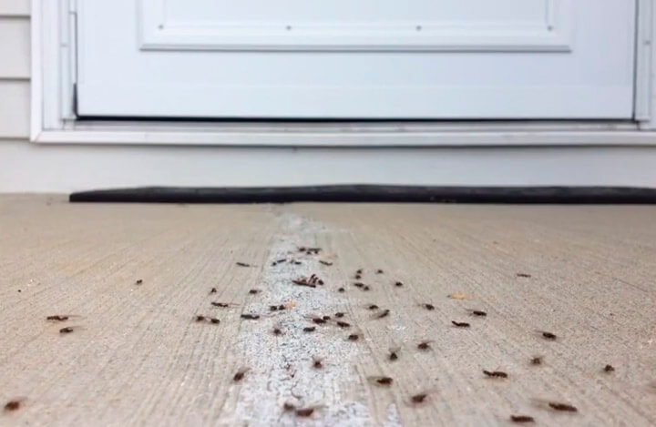 If you come across a termite colony, never attempt to get rid of it by yourself as termites have the ability to quickly relocate to some other part of your home.