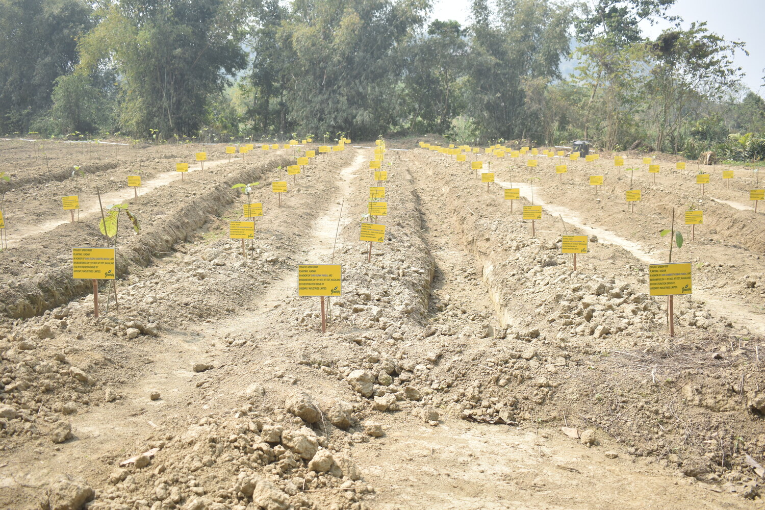 50 Million Saplings by 2025: Greenply Industries Bold Pledge to Combat ...