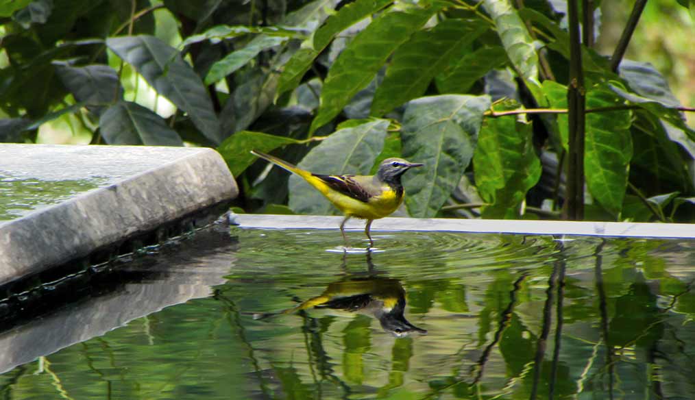 wagtail