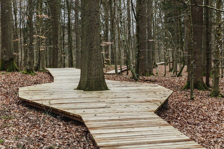 forest-tower-denmark