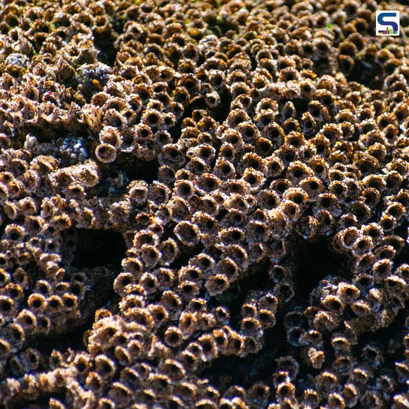 Chinese Scientists Develop Revolutionary Building Materials Inspired by Sandcastle Worms